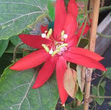 Check spelling or type a new query. From The Magazine Neil Sperry S Gardens