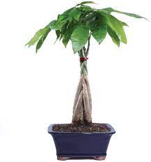 If you'd like to emulate the look of a tree in your home, money tree plants are the way to go. Why People Love Money Tree Plants And How To Care For Them
