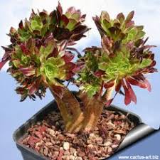 We did not find results for: 170 Aeonium Arboreum Var Atropurpureum Ideas Succulents Plants Planting Succulents