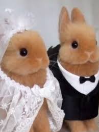 Why Are People Calling This A Bunny Wedding | TikTok