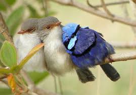 Who Said Birds Won T Lie On Their Side When They Sleep Animals Beautiful Animals Pet Birds