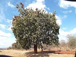 Image result for Combretum xanthothyrsum