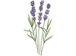 Now $174 (was $̶4̶7̶6̶) on tripadvisor: Lavender Foaming Bath 16 9 Fl Oz Shower Essentials L Occitane