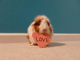 Pin On Guinea Pigs
