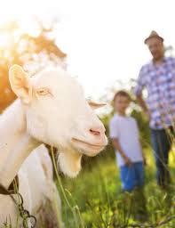 «il y avait des caméras de. Rencontre Avec Les Animaux De La Ferme Un Moment Fort Pour Les Enfants