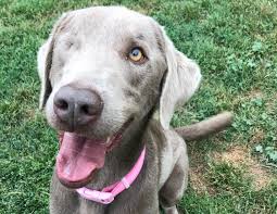This unique color is a diluted version of the chocolate coat color. Meet Bucket Yes He S Really A Labrador Retriever Orange County Register