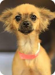 5 year old frieda was living in rough conditions until she was rescued. Mesa Az Chihuahua Mix Meet Brittany A Puppy For Adoption Chihuahua Mix Puppy Adoption Chihuahua