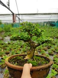 Image result for Premna
