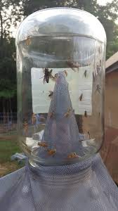 He has designed many popular michigan flies, including the madsen skunk. Horse Flies How To Get Rid Of Them For Good J J Acres Horses Horse Fly Deer Fly