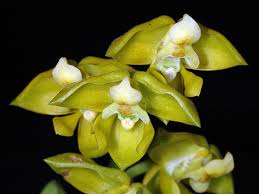 Image result for Polystachya