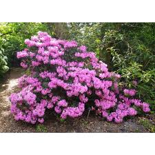 Online Orchards 1 Gal Pjm Compact Rhododendron Shrub Profuse Lavender Blossoms Light Up Across Green Foliage V Lavender Blossoms Shrubs Landscaping With Rocks