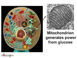 We did not find results for: à¤• à¤¶ à¤• Cell Organelles And Their Function In Hindi Youtube