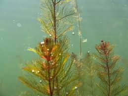 Image result for Haloragaceae