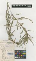 Image result for Phyllanthus udoricola
