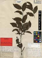 Image result for Diospyros abyssinica