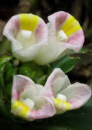 Image result for Siphonochilus longitubus