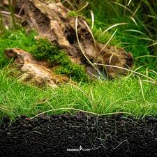 Image result for Eleocharis limosa