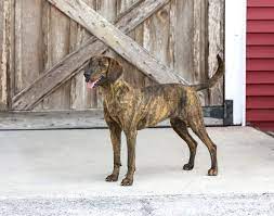 Infodog The Dog Fancier S Complete Resource For Information About Akc Dog Show Events And Dog Products And Services Plott Hound Akc Dog Shows Hound Breeds