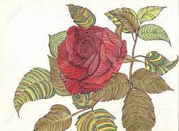 08.02.2017 · graphite pencil on white cartridge drawing paper. Beautiful Red Rose Isolated On White With Green Petals Art Pencil Drawing By Hand Closeup Stock Photo Picture And Royalty Free Image Image 48073444