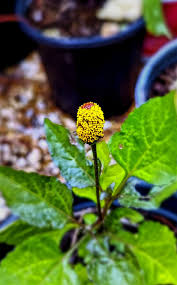 Image result for Acmella