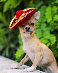 Chihuahua In A Sombrero Chihuahua Cute Chihuahua Chihuahua Love