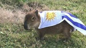 Also called capivara (in brazil), capiguara (in bolivia), chigüire, chigüiro, or fercho (in colombia and venezuela), carpincho (in argentina, paraguay and uruguay) and ronsoco (in peru), it is a member of the genus hydrochoerus, of which the only other extant member is the. ØªÙˆÙŠØªØ± Gio Ø¹Ù„Ù‰ ØªÙˆÙŠØªØ± Antes De Que Los Argentinos Se Aduenen Del Carpincho Nosotros Lo Tenemos En La Moneda Https T Co 19ho1pk4yl