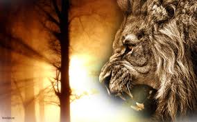 The great collection of lion face wallpaper for desktop, laptop and mobiles. Lion Face Wallpapers Wallpaper Cave