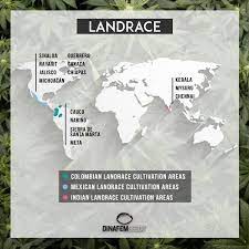 What Are The Main Cannabis Landraces