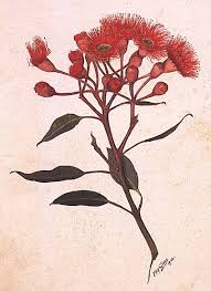 Eucalyptus Ficifolia Red Flowering Gum Artist May Gibbs 1877 1969 Botanical Illustration Botanical Drawings Botanical Art