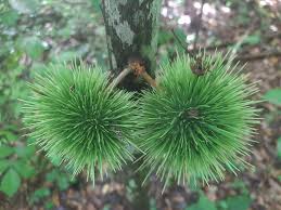 Image result for Coleus welwitschii