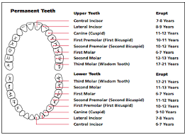 Importance Of Baby Teeth And When Children Should See The