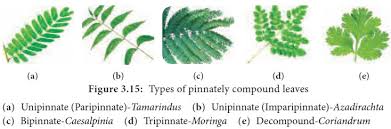The branch divisions are primary leaflets and the ultimate divisions are secondary leaflets. Leaf Type Botany