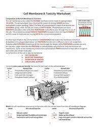 Cell membrane coloring worksheet key cell membrane osmosis. Cell Membrane Structure And Function Worksheet Answers Cell Membrane Coloring Worksheet Cells Worksheet Cell Membrane Structure