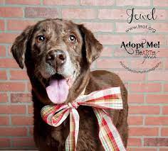 Join millions of people using oodle to find puppies for adoption, dog and puppy listings, and other pets adoption. Adoption Process Labrador Retriever Rescue Of Florida