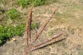 Image result for Dichanthium