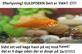 guldfisk efterlyses