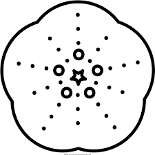 It's a wonderful home to almost 50% of all species on the planet! Sea Urchin Skeleton Coloring Page Ourico Do Mar Para Colorir Full Size Png Download Seekpng