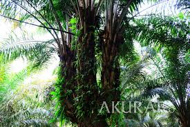 Kelapa sawit afrika, elaeis guineensis, berasal dari afrika barat di antara angola dan gambia, manakala kelapa sawit amerika, elaeis oleifera. Unik Pohon Kelapa Sawit Ini Tumbuh Dengan Batang Bercabang Tiga