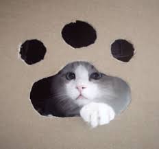 pin by kimi on creativity cats animals creative
