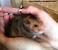 Syrian Hamster Colors