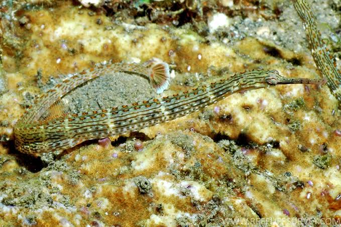 Mga resulta ng larawan para sa Corythoichthys schultzi Pipefish"