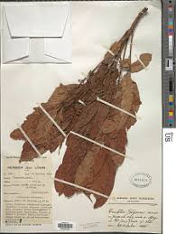 Image result for Trichilia prieuriana