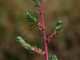 Image result for Scoparia