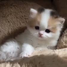Shoooo Chaton Mignon 2020 Sevimli Hayvan Yavrulari Kediler Ve Yavrulari Sevimli Kedi Yavrulari