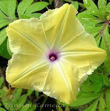 Yellow W Purple Throat Morning Glory Seeds Ipomoea Sp Ultra Rare Annual Morning Glory Seeds Morning Glory Flowers Morning Glory