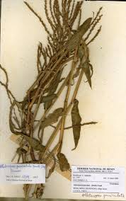 Image result for Alloteropsis paniculata