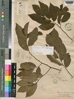 Image result for Monanthotaxis