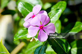 Image result for Ludwigia adscendens