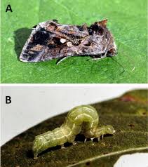 Image result for Autographa macrogamma