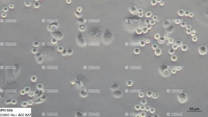 IARC-176A 悬浮细胞明视野显微镜形态, AI generated